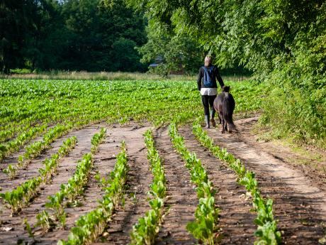 Het sprookje van de laatste gedachte - © Eddy Coppens