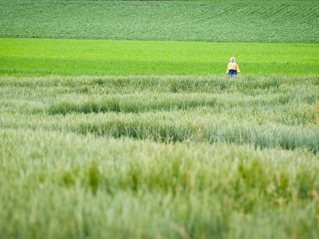 Het sprookje van de laatste gedachte - © Eddy Coppens