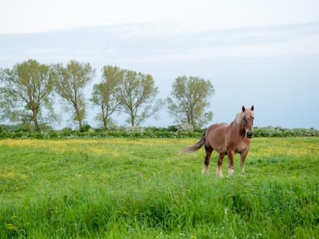 Paard in het landschap