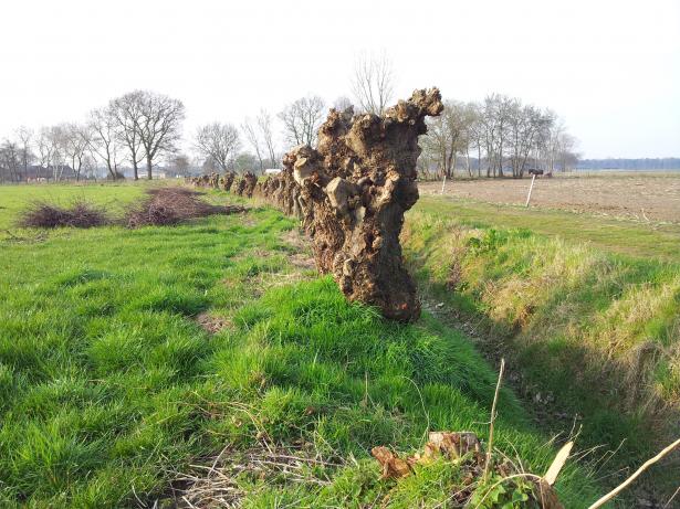 Kleine landschapselementen