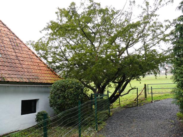 Houtige erfgoed