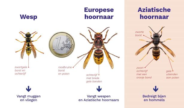 Soorten hoornaars