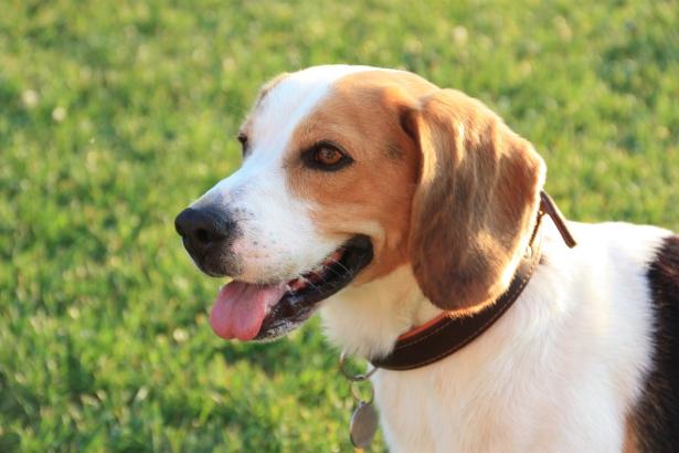 hond
