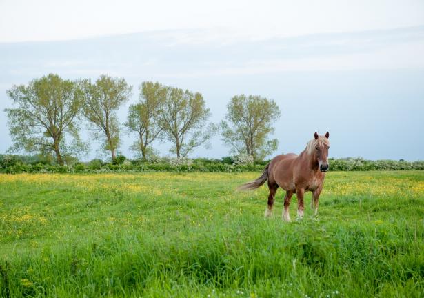paard in het landschap