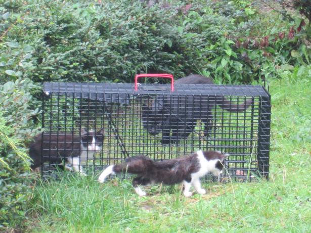 zwerfkatten
